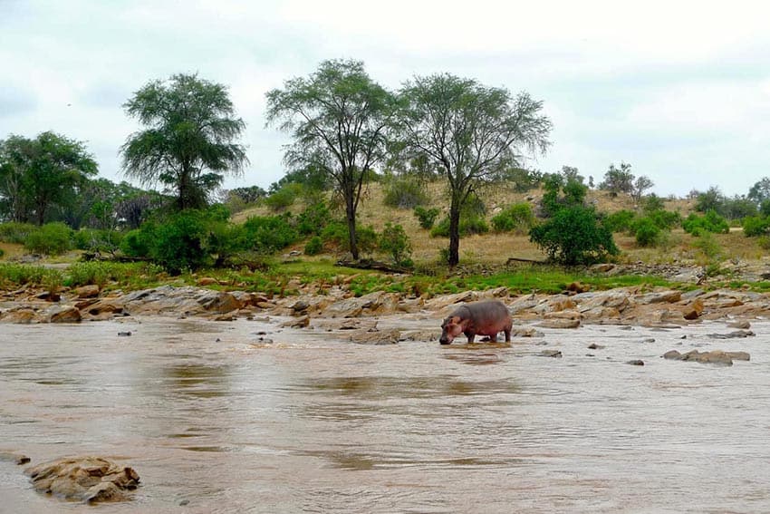 Hippo on the Gelana river in Tsavo Park