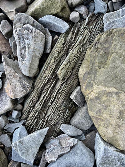 The plant fossils at Cape Enrage © S. Kurtz