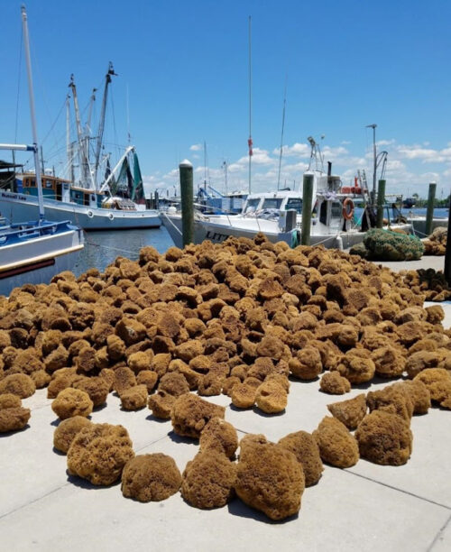 Sponges off the boat at Tarpon Springs- photo by Debra Evans