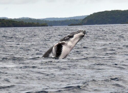 Tonga Whale 