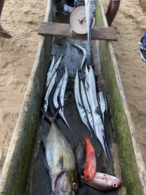 A fisherman weighs his swordfish on his scale to sell fresh to waiting locals.