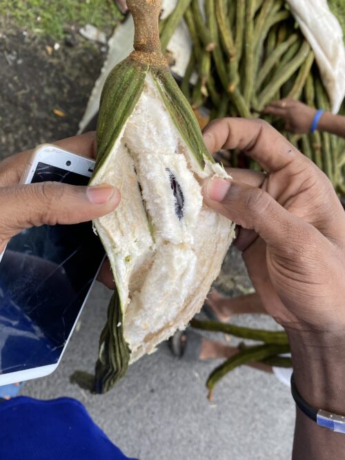 The lontron fruit is almost fluffy by touch but then melts into a chewy consistency once eaten.