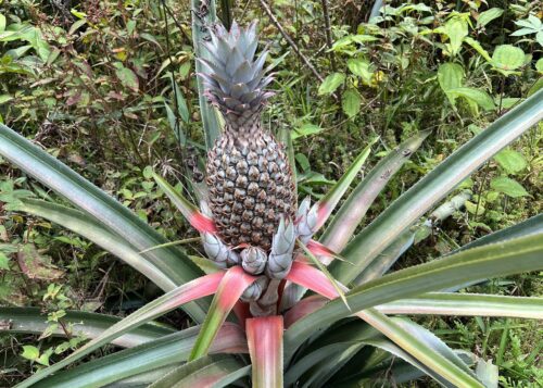Pineapples are native to South America, like this one cultivated outside Mocagua