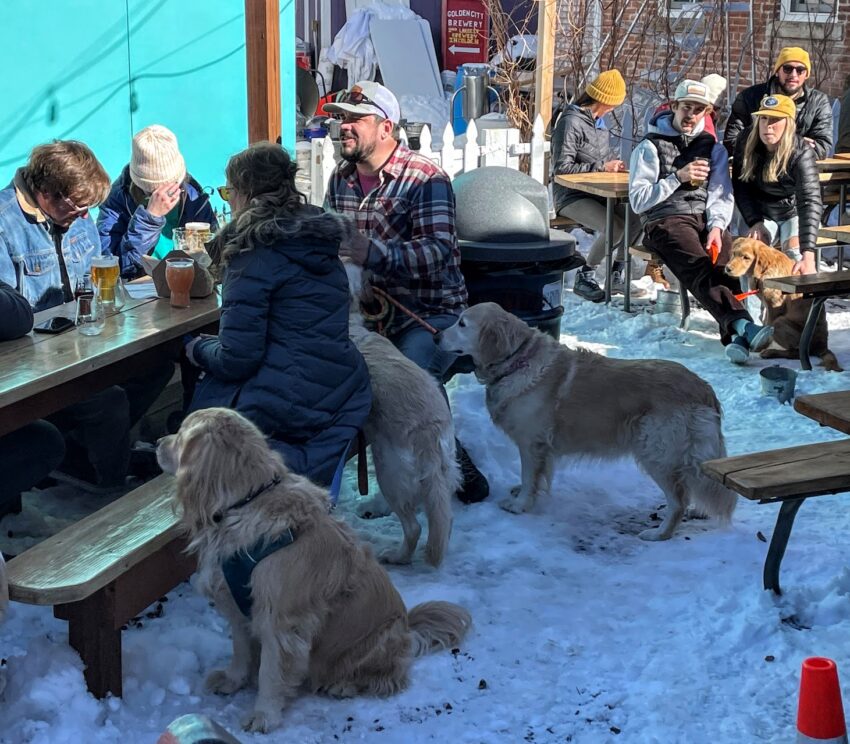 The Golden City Brewery was packed with goldens after Goldens in Golden day.