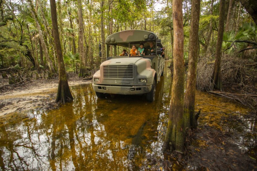 A Swamp Buggy Eco-Tour is a great way to see wildlife in nature © Pureflorida