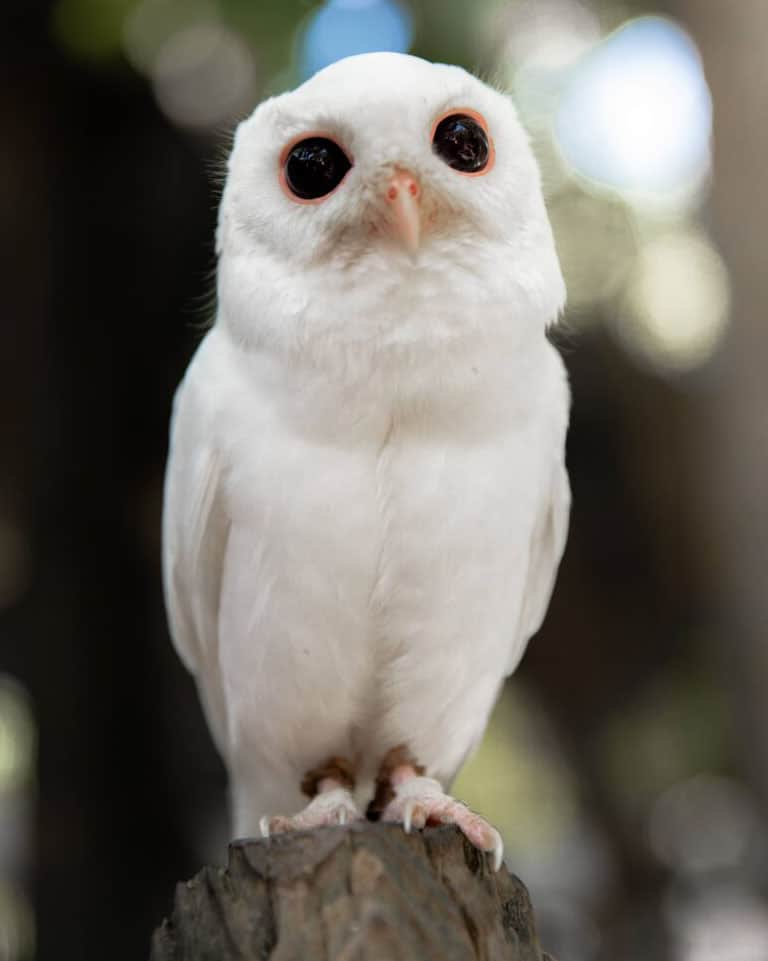 Rescued Eastern Screech Owl Luna is the unofficial ambassador to the Peace River Wildlife Center © PureFlorida