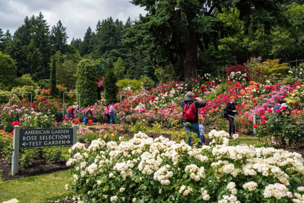 International Rose Garden is located right in Washington Park. The best time to see the roses in full bloom is June. Justin Katigbak/Travel Portland photo