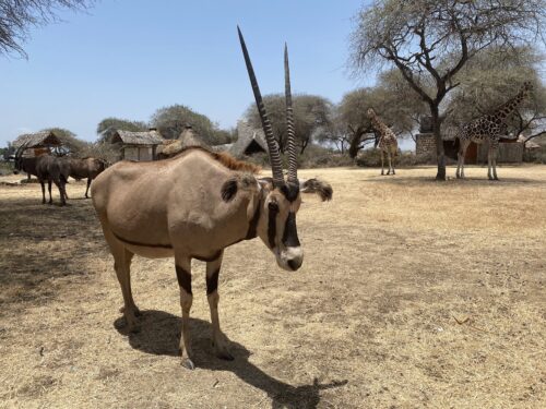 The fringe-eared oryx have striking markings on their faces and necks, and their horns are occasionally hunted to be used as charms.