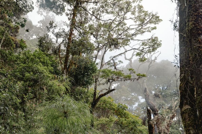 Cloud forest in Chirripo National Park.