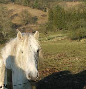 A Highland pony in the Cotswolds.