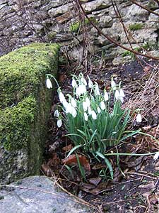 Galanthus (snowdrops) blooming on mossy stone wall means spring in the Cotswolds.