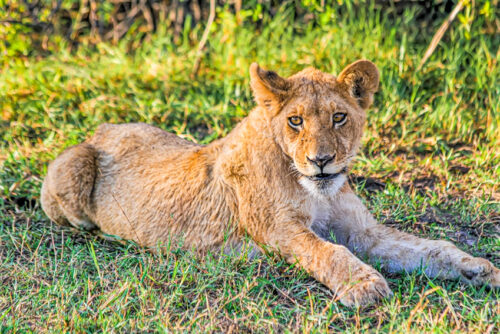 lion in Botswana