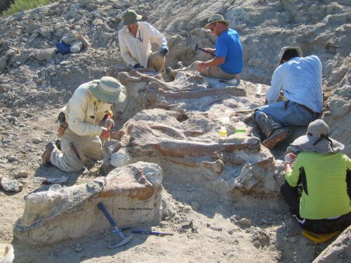 Digging up a hadrosaur in MT Credit WOLKEN