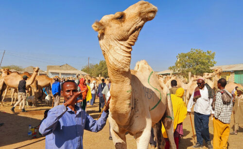 Hargeisa camel market