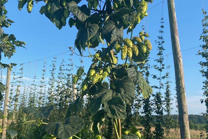 Falling Branch Brewery grows its hops on-site along the Harford Libation Trail