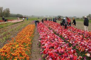 tourists-tulips