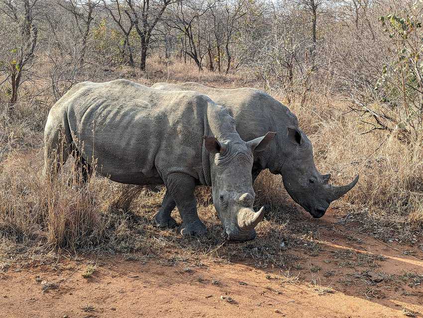 African White Rhinoceros photo by Michael Kompanik