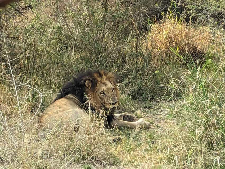 Dominant Male Lion in Kapama Game Preserve photo by Michael Kompanik
