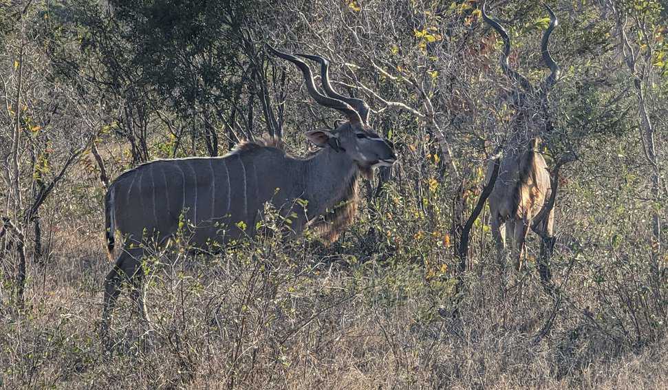 Greater Kudu 