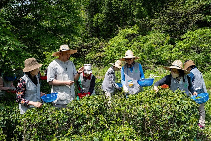Green tea harvesting at Daeheungsa Temple (Photo by Cultural Corps of Korean Buddhism)