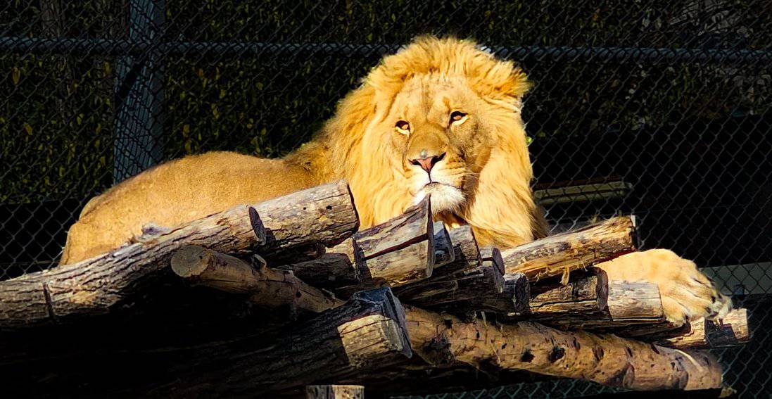 Lion at Varna Zoo