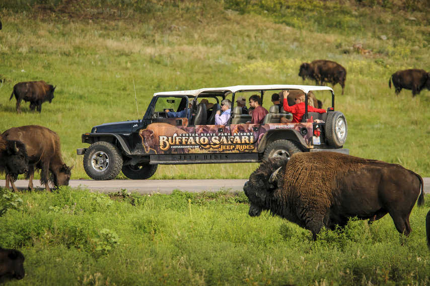 Buffalo Safari in Custer State Park Photo Courtesy of Travel South Dakota