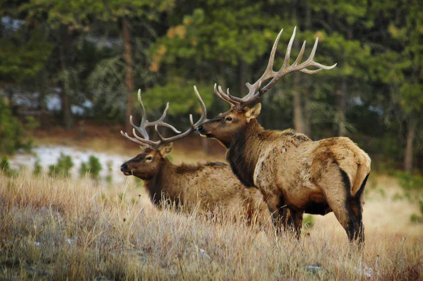 Magestic Elk in Wind Cave National Park. Photo Courtesy of Travel South Dakota