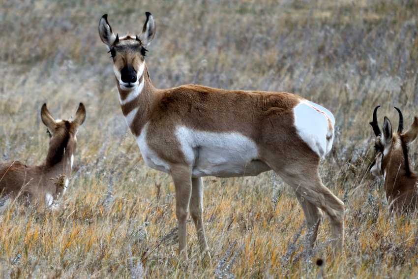 Pronghorn Antelope are considered to be the fastest land animal in North America at Custer State Park. Photo courtesy of Creative Commons/ Flickr