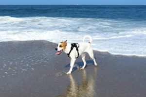 Pet friendly Outer Banks NC.