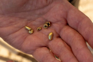 People are still finding gold at Sutter's Mill. The largest nugget was discovered on Mother's Day a few years ago.