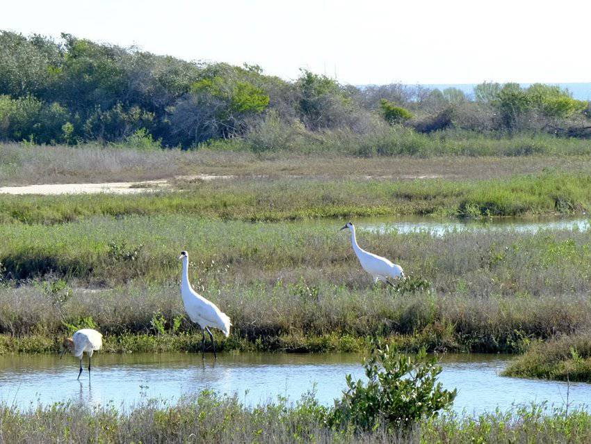 Whooping It Up In Port Aransas, Texas Gulf Coast